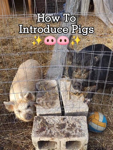 How To Introduce Pigs 🐽🐽 Pigs are highly social animals that do better in pairs or in a herd. Some pigs are totally content being an only pig.. While others can develop issues with depression, aggression, escaping or health. Introductions should be done slowly and with a barrier, until they become acquainted. Swapping bedding can get them used to each others smell. **as long as mites are not a concern** It could take days, weeks or even months before they're ready.. But once the chomping, side
