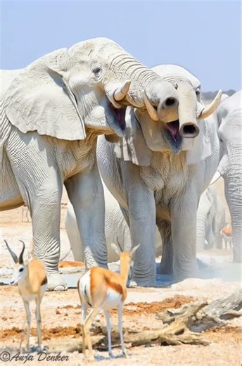 Rare White Elephant 😱✨ | Once in a Lifetime Moment