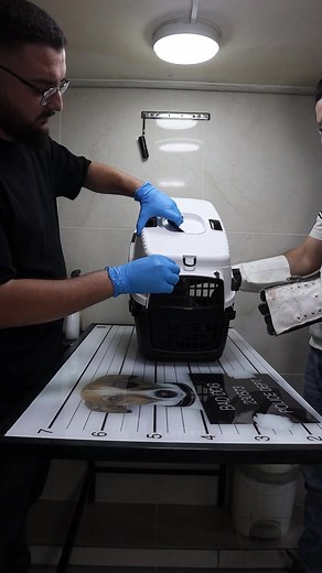 93K views · 1.1K reactions | How to deal with angry cat and ferocious cat  part 58 #cat #kitty #catlovers #catstagram #petsofinstagram #pet #petlover #petcare #petdoctor #animals #fyp #viral #foryou | Vet Rami Awwad | Facebook