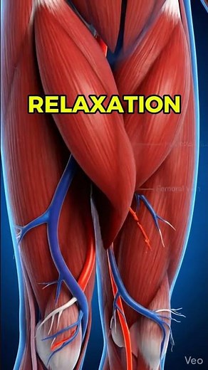 How Thigh Muscles Support Healthy Circulation #heavyfeet #legcirculation #endofdayfatigue #anatomy