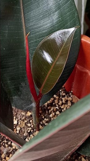 Rubber Plant Propagation in Soil | 6 Months Results
