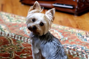 7 Smart Yorkie Puppy Training Tricks