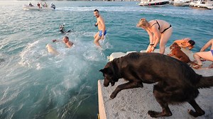 Watch: Croatia's only beach bar for dogs | The Times of India