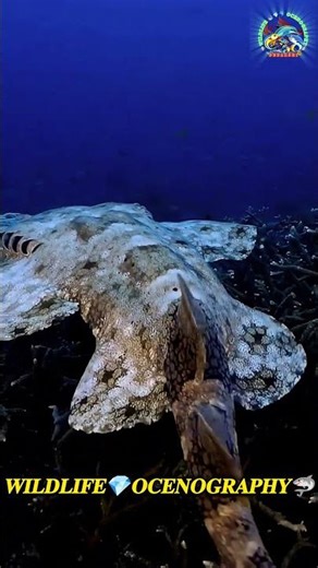 Ocean's Master of Disguise 🦈 #Wobbegong #Shark #Ocean #Camouflage #CarpetShark #ocean #MarineBiology