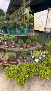 (Today plants Supplier delivery Pre Order Balance Stock)Dearest All Valued Customers,After 21 wonderful years of serving you, we at Weng Thye 54 have made the heartfelt decision to retire and close our business.We are deeply grateful for your loyal support throughout the years — it’s been an incredible journey, and we couldn’t have done it without you.As a thank-you for two decades of support, we are holding a Big Closing Down Sale. Everything must go with huge discounts 50% across all gardening