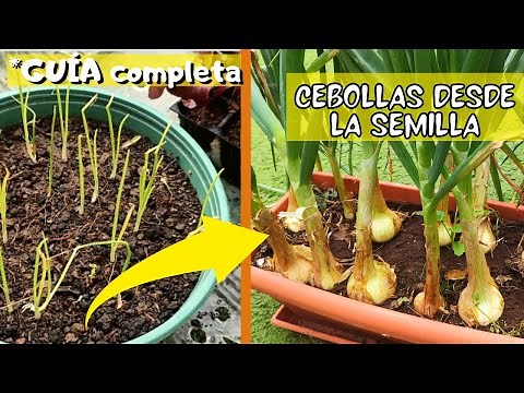 HOW TO PLANT ONIONS FROM SEED step by step in a pot (2025)