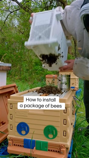 How to install a package of bees #beekeeping #apimaye #packagebees