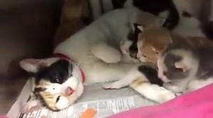 12K views · 326 reactions | RESCUED! ROSE & THE PETALS - #A147851-57...