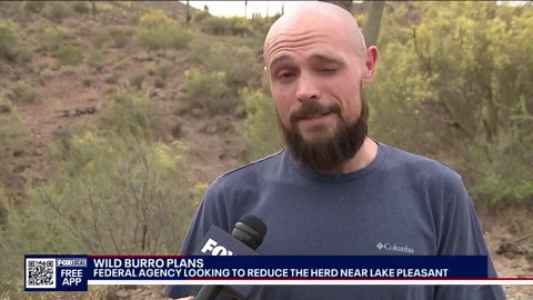 Wild burro population to be reduced following safety concerns