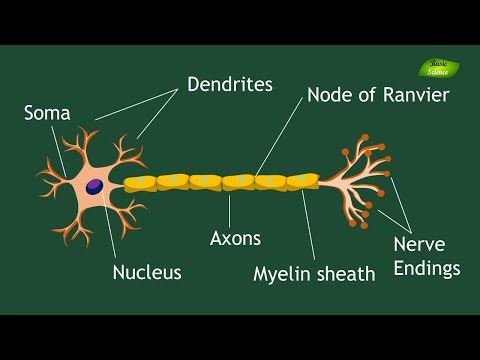 Structure and functions of Neurons | Animation | Cell Biology | Basic Science Series