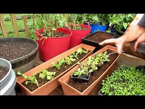 Planting Lettuces/Greens in Containers: Seed Starts are a Must! , Soil Prep, Fertilizing - TRG 2016