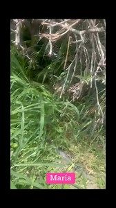 Viejita y ciega pero con todas las ganas de vivir. Idola!! #NoAlMaltratoDeLosAnimales #adoptamonterrey #solorescatasderaza | Claudia Moreno