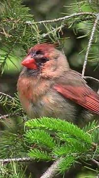Northern Cardinal Sounds - Meditative #birdsong