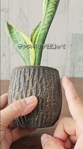 サンスベリアの植え替え方法、ちゃんと知ってる？ここミスるとお気に入りのサンス腐らせちゃうよ！#サンスベリア #観葉植物 #観葉植物のある暮らし #植え替え #botanical