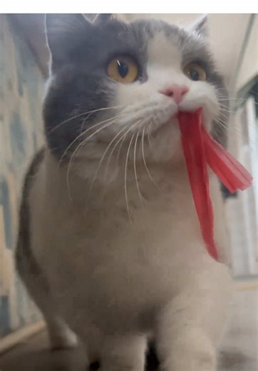 😎😎😎 #面白い #TikTokの猫たち #可愛い猫 #キティ #猫たち