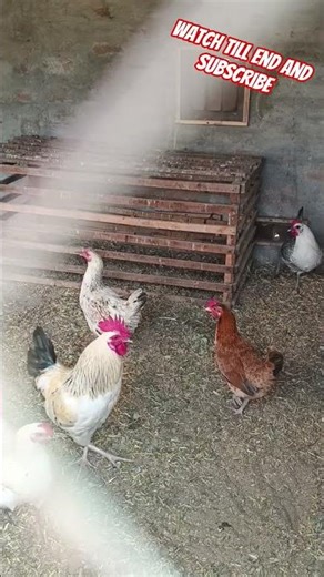 So Many Chickens Eating Grain! 🐔😳 Satisfying Farm Scene
