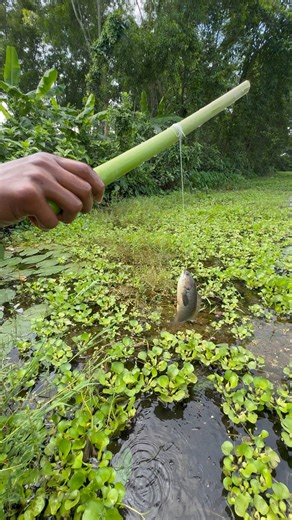 5.5K views · 46 reactions | Awesome Fish Catching by Primitive | Fishing & Village Tradition | Facebook