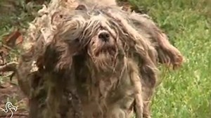 When rescuers gave this super matted dog a haircut, they found someone adorable 󾬏 | The Dodo