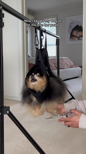 Teaching My Pomeranian to Let Me Trim Her Paws | Mocha Pom
