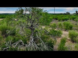 IRONIC ESOTERICISM✨Acacia Tree slandered as a "WEED" by "EnLiGhTeNeD OnEs" - Acacia aka TX Mesquite