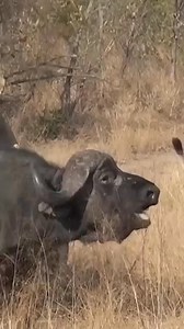 87K views · 1.1K reactions | When the king  of the jungle roars with fury , the savanna holds its breath!  Power meets resilience as the hunt unfolds. ️ #LionVsBuffalo #SavannaShowdown #NatureRawPower #WildlifeDrama #PredatorInstinct #MajesticHunt #AnimalKingdom | Animal videos | Facebook