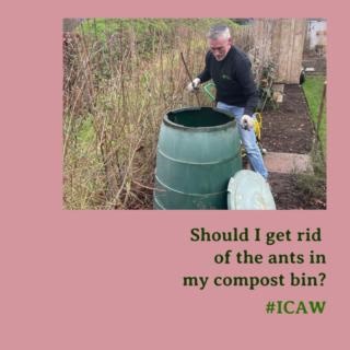 Composting is at the heart of what we do at Garden Organic. Between May 5-11, we'll be sharing tips and techniques to celebrate International Compost Awareness Week. First up, what to do about ants in your heap! You can also head to our composting hub for more information and advice about making your own compost👉gardenorganic.org.uk/composting. And we'd love to hear your composting tips and queries! #ICAW #CompostAwarenessWeek #GardenOrganic #OrganicGardening #organic #gyo #gardening #environme