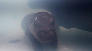 We are thrilled to officially announce the winning name for our pygmy hippo calf… Say hello to Petunia!!! Thank you to the thousands of people who participated in our baby hippo naming poll. We had 18,963 total votes. Share some love for Iris and Petunia in the comments below! More info: https://metrorichmondzoo.com/baby-hippo-name-announcement/ | Metro Richmond Zoo