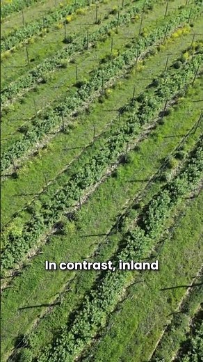 Why Location Is Everything in Winemaking (Coastal vs. Inland) 🍷