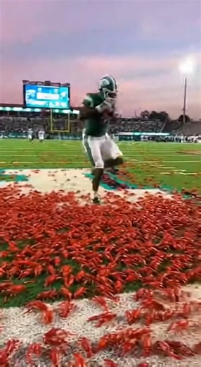 Bro scored a touchdown and the crawfish said “congrats, now suffer.” Man got baptized into the seafood kingdom on national TV. Cheerleaders playing “the floor is lava” but the lava is… shellfish is killing me. New Orleans never fails to out-weird itself. #NOLA #Crawfish #FootballMeme #Yulman #GreenWave #FunnyReels #ViralFB #CrazySports #Mudbugs #LOLclip | Baton Rouge Breaking News