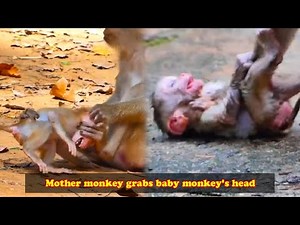 This mother monkey is so rude, she grabbed the baby monkey's head and dragged it everywhere.