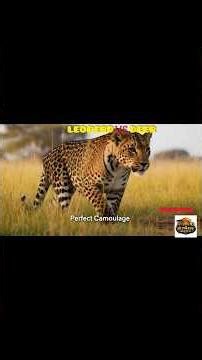 Leopard vs Deer –Cheetah hunting| Can the Deer Escape This Deadly Hunter? #wildlife #reels