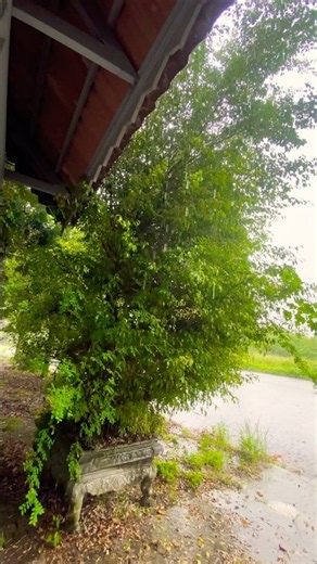 Heavy Rain Sounds for Sleeping 🌧️ Real Rain Pouring From a Tiled Roof #Shorts
