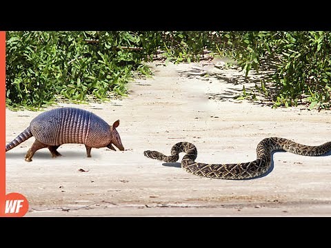 Look What Happened When This Snake Attacked Armadillo