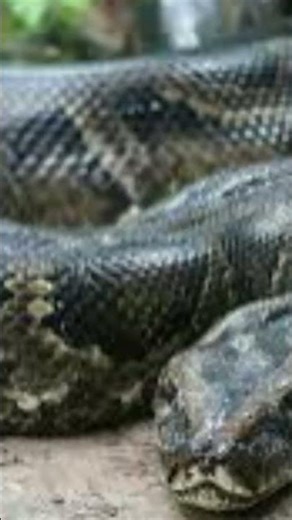 African Rock Python #snake #facts