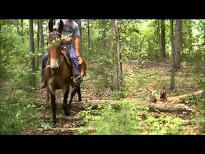 Mule Tennessee Walking Mule Smooth &Solid