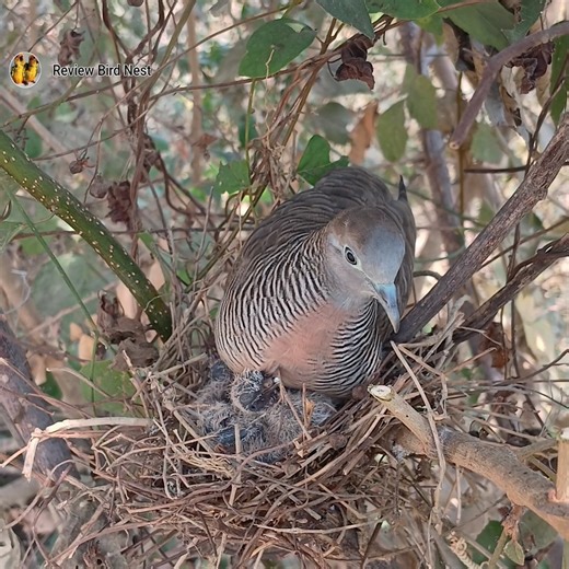 Zebra Dove Nesting with Chicks | Review Bird Nest