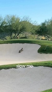 109K views · 857 reactions | A bobcat has incredible speed. | Hester's Black & Tan Hounds | Facebook