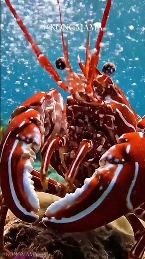 Extreme Close-Up: How the Pistol Shrimp Creates a Sonic Shockwave #marine-science #ocean-physics