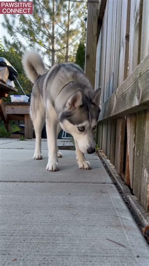 Husky trusted the wrong partner #husky #funnyanimals