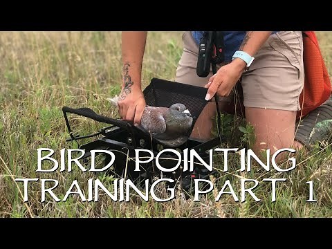 Pointing Birds: Upland Bird Dog Training - Part 1