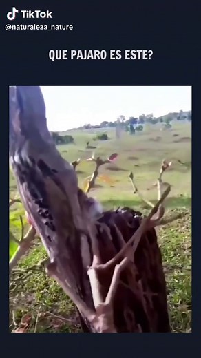 Conoce al Nictibio Urutaú: El Pájaro Más Místico