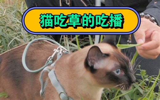每天遛猫一小时！挖煤猫一直在炫草吃…