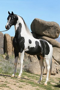 🌟 A true showstopper 🌟 The Pintarabian blends the refinement of the Arabian with the striking patterns of the Pinto. The result? A horse that’s as powerful as it is breathtaking. 🐎 Grace. Intelligence. Color. Every detail makes them unforgettable. #Pintarabian #EquestrianBeauty #ArabianElegance #PintoPower #HorseLovers | Coloured Stallions