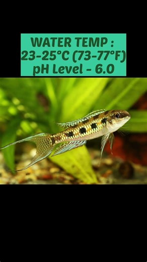 This Fish Looks Like a Chess Board! Checkerboard Cichlid..