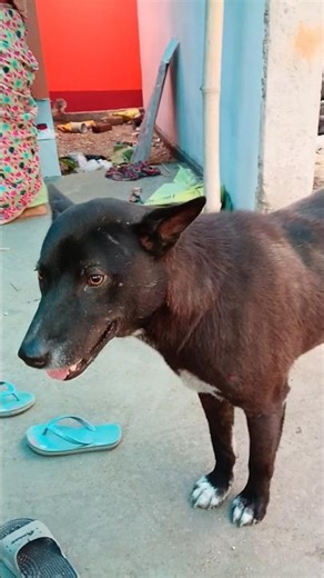 kochu bone hege gelo...kalo kukurer🦮🐕🐩🐶 #likeandsubscribe #dogshorts ♥️#videoshort #youtubeshorts♥️🤣