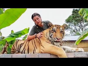 BIG BEAUTIFUL TIGER on a walk | Myrtle Beach Safari