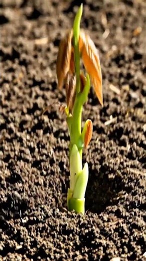 Time lapse of a mango plant from seed to harvest # time lapse # mango tree # viral