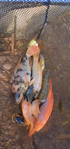 Stocking the new fish pond