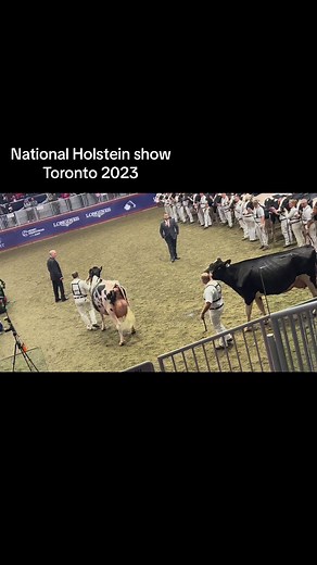 9.7K views · 273 reactions | Young Holstein cows at Royal show Canada | Rode Dairy Farm | Facebook