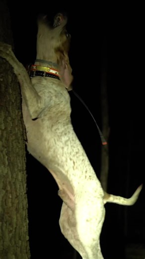 Redtick Coonhound Hunting with Hounds in the Country